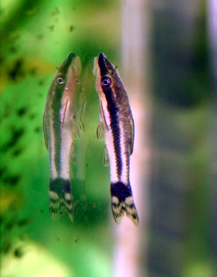 An Otocinclus affinis catfish clinging to a plant leaf - the small algae-grazing species used in betta community tanks of fifteen gallons and up.
