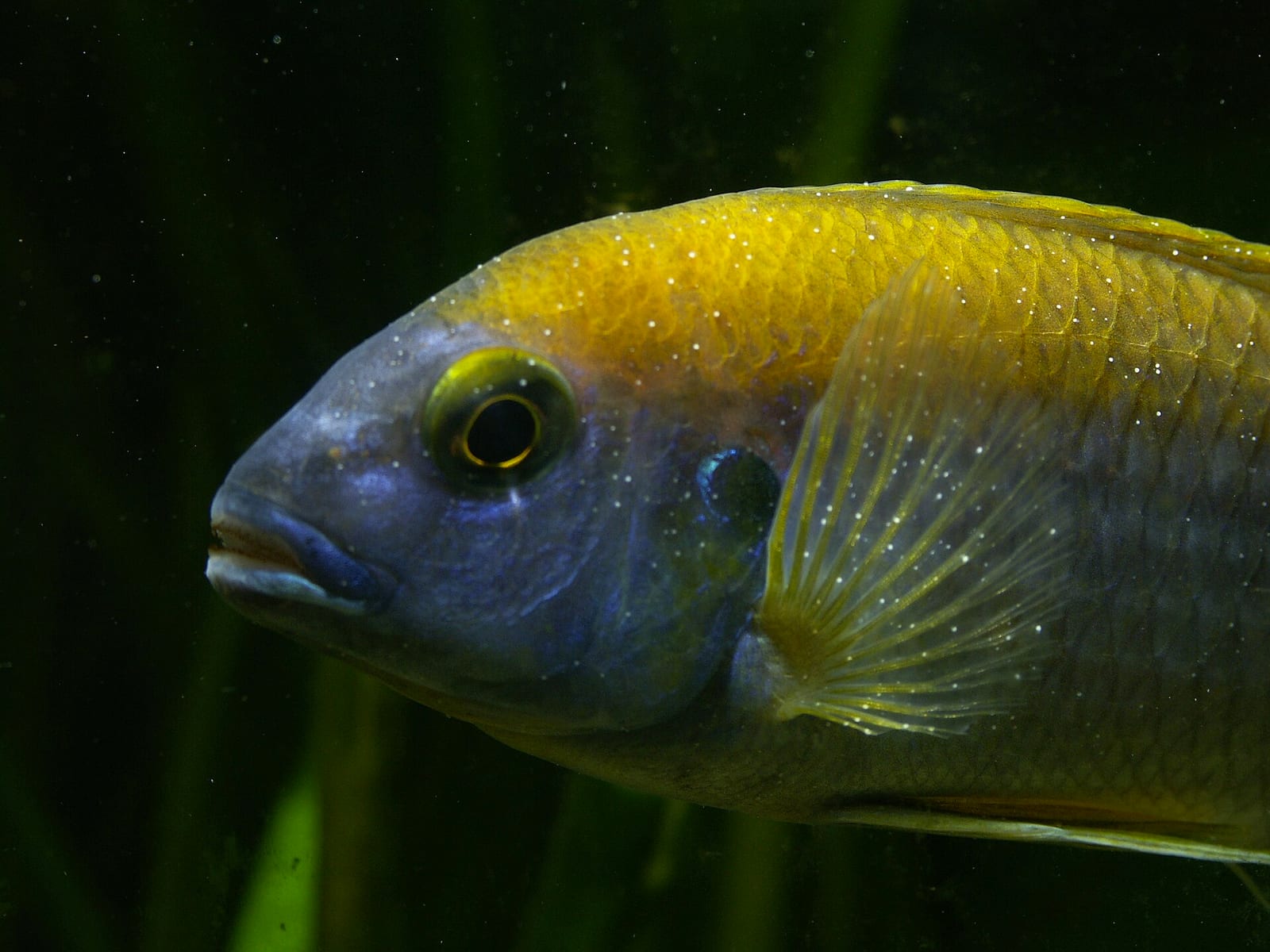 A blue and yellow cichlid photographed side on, its flank and fins covered in distinct small white spots characteristic of an ich infection.