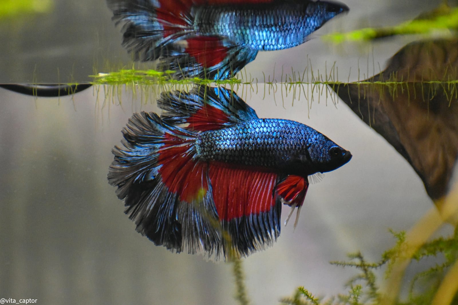 Two red and blue bettas hanging just under the water surface of an aquarium, their reflections visible in the underside of the surface film.