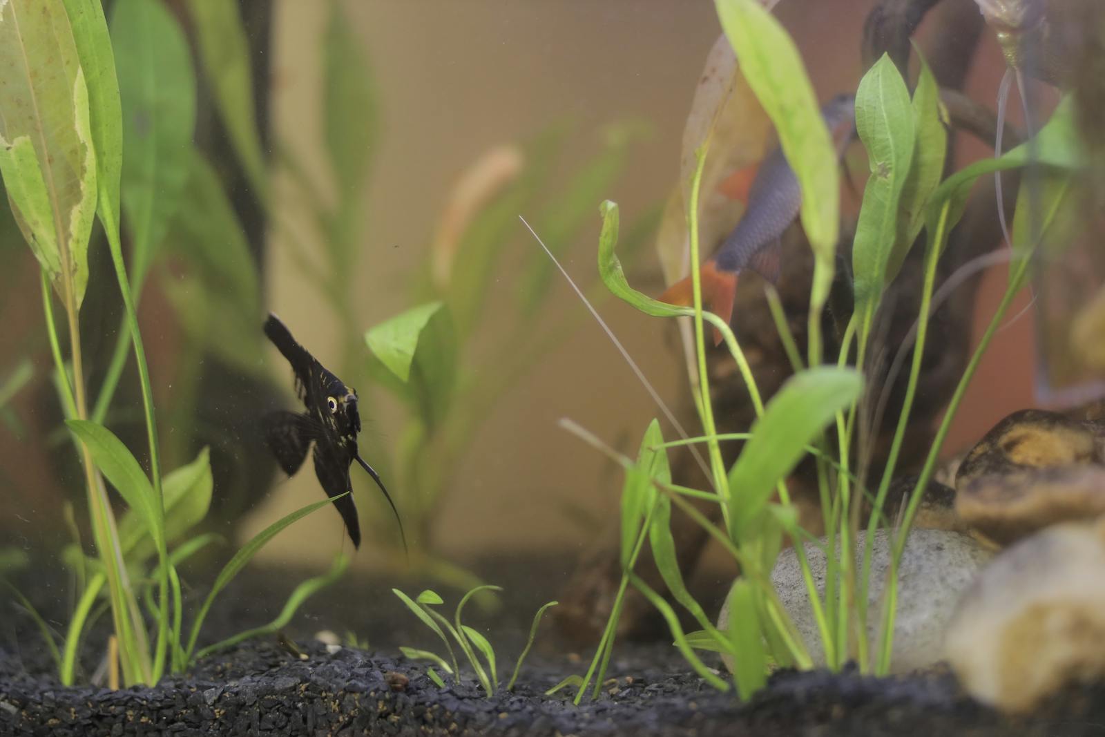 A heavily planted freshwater aquarium with established greenery - the kind of mature tank that buffers parameter swings during a multi-day absence.