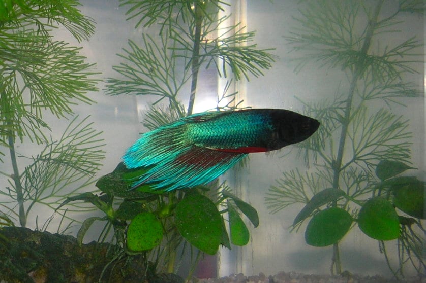 A Betta splendens showing the kind of behavioral change (flashing, rubbing, restlessness) that often precedes a visible anchor worm diagnosis.