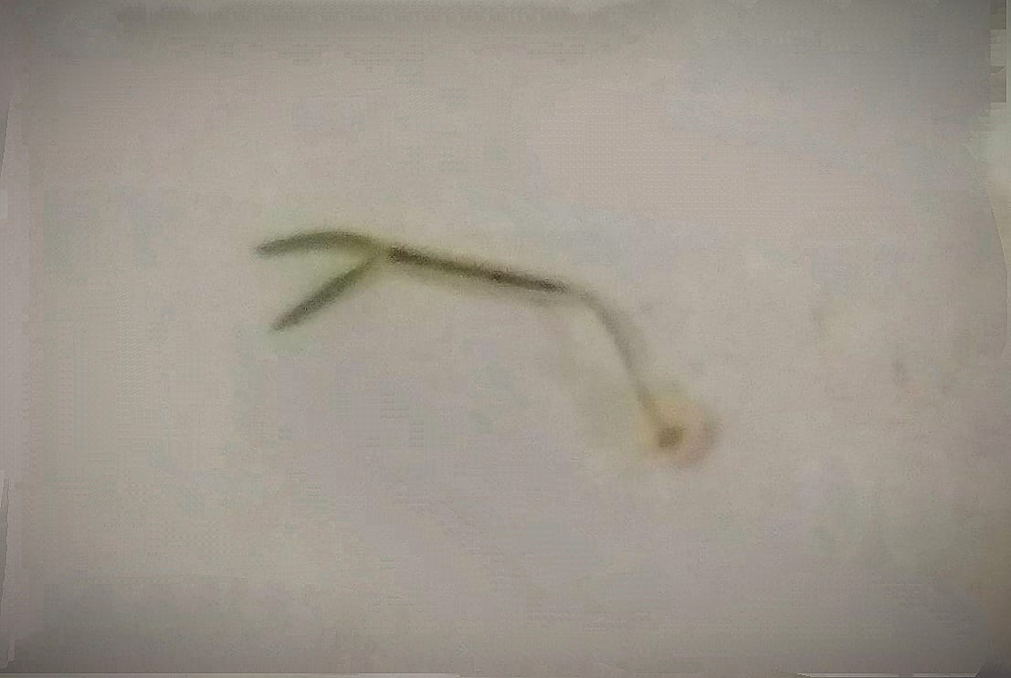 Anchor worm (Lernaea cyprinacea) parasite protruding from the side of a goldfish, with the visible egg-sac body extending several millimeters from the embedded head.