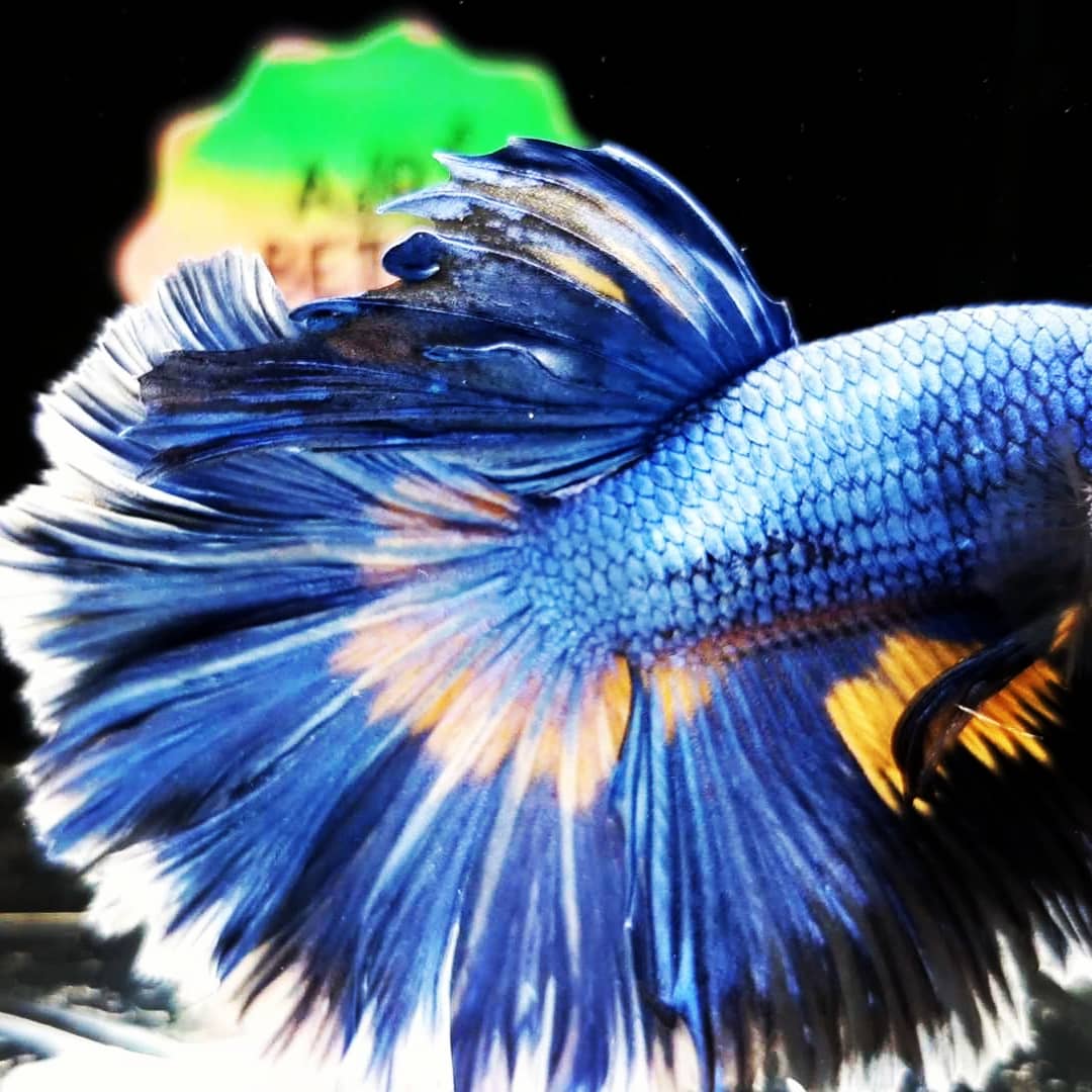 A healthy halfmoon betta with full fin extension and clear body coloration.