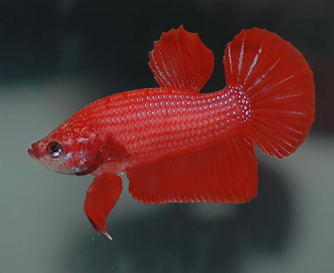 A traditional short-finned plakat male — the body plan that 600 years of Thai selective breeding produced and that still anchors modern betta genetics.