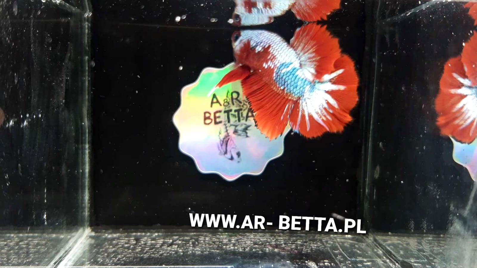 A male Betta splendens — columnaris commonly presents as white saddle-shaped patches on the back and mouth that can be mistaken for fungal infection.