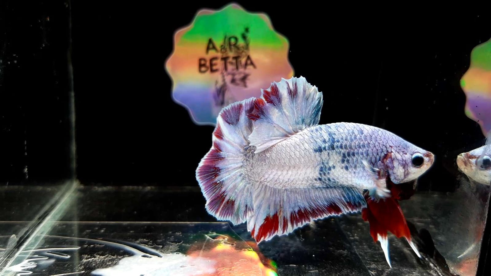Side view of a male Betta splendens — abdominal bloat from constipation is detected by comparing belly profile to this baseline.