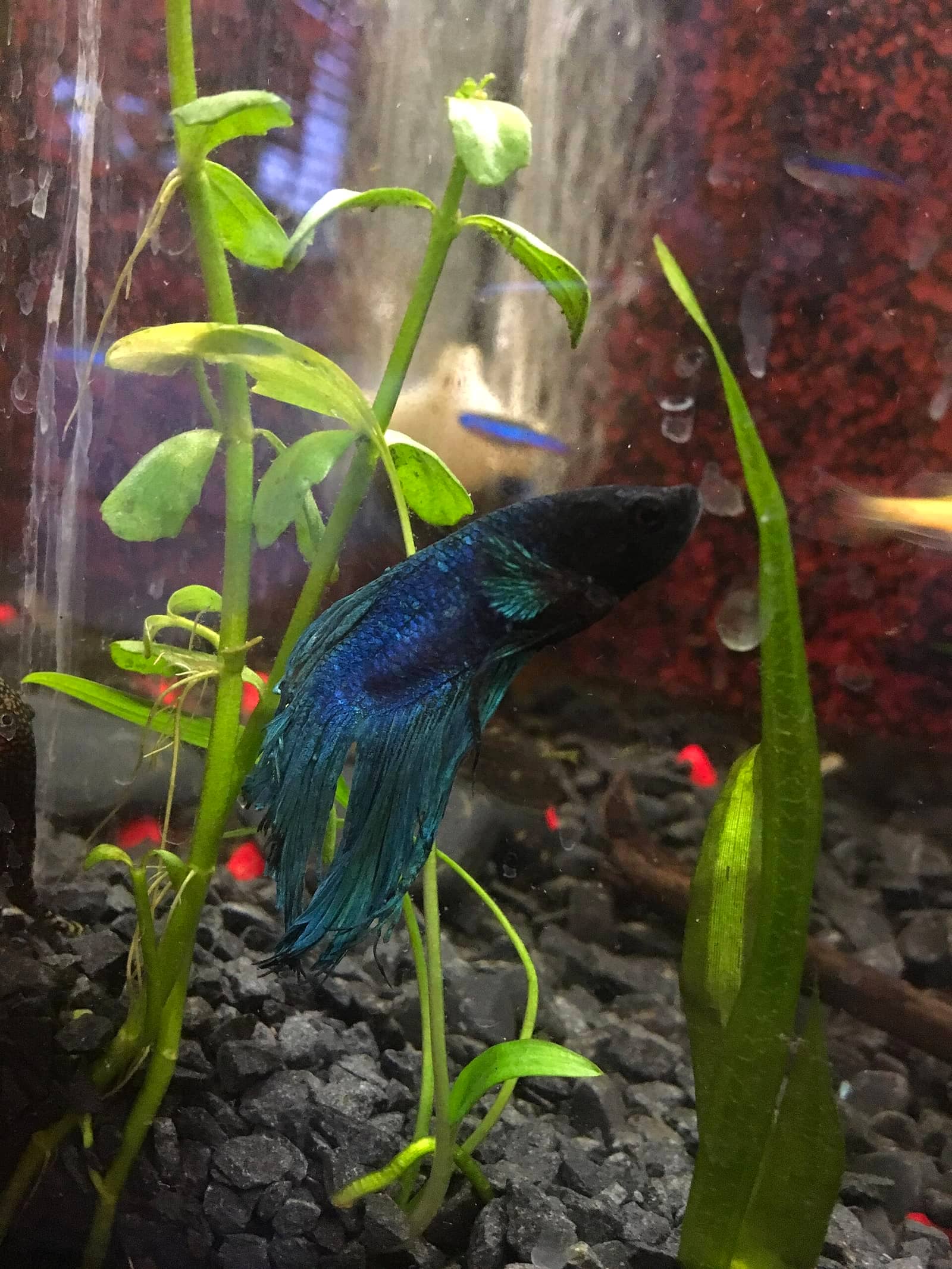 A Betta splendens with abnormal posture and scale presentation — dropsy is the late-stage pinecone-scale appearance that signals systemic organ failure.