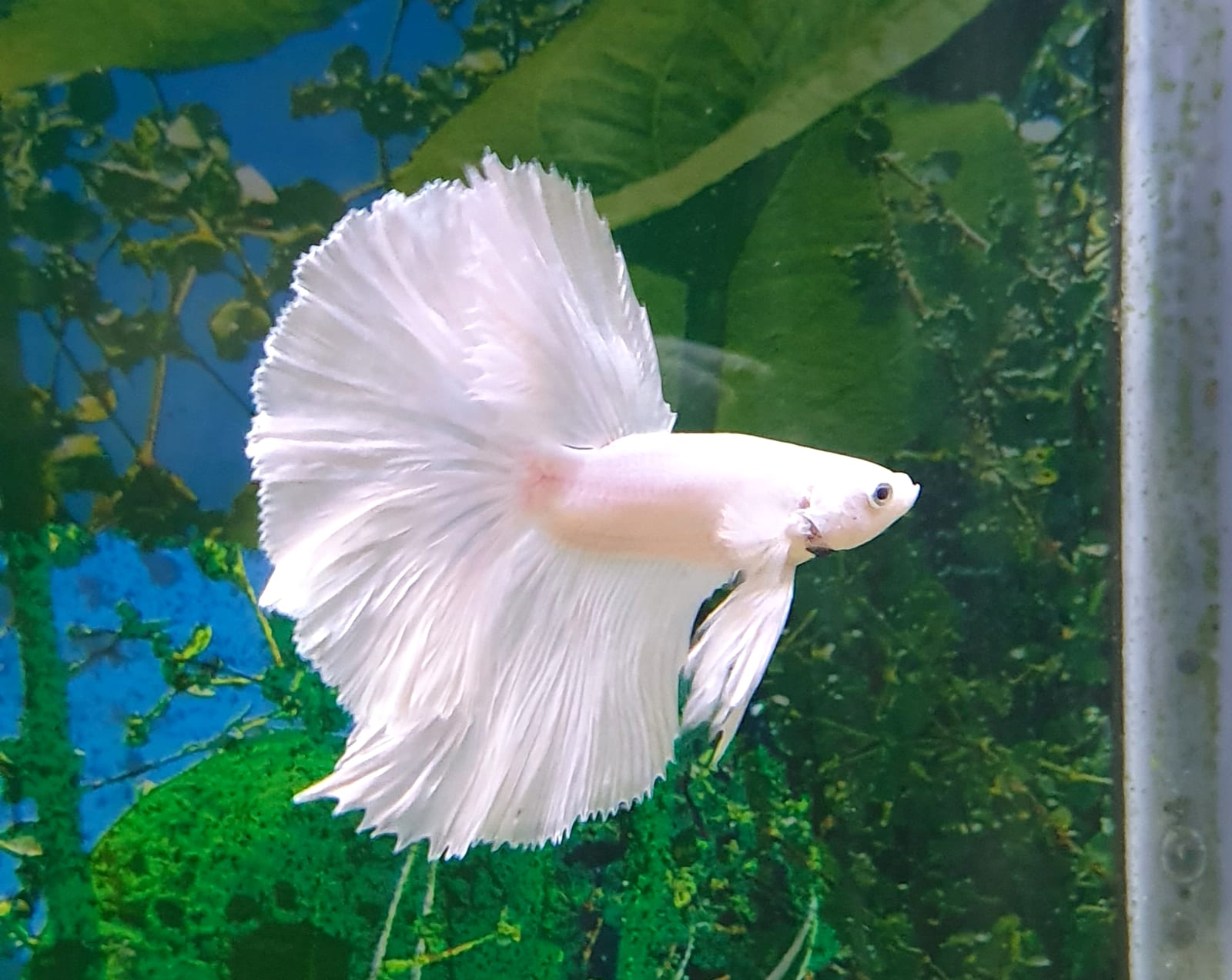A halfmoon Betta splendens — fin rot progresses from edge fraying to ray erosion, contrasted against this intact baseline.