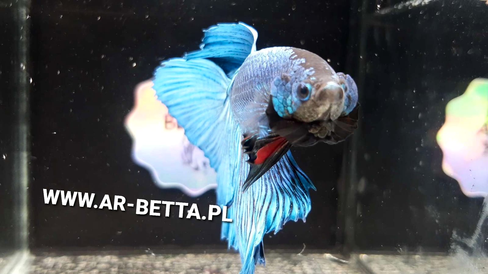 A male Betta splendens — true fungal infection presents as white cotton-tuft growth, distinct from columnaris saddle patches.