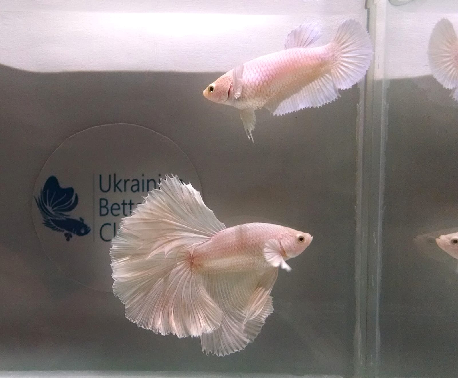 A platinum rosetail Betta splendens — lymphocystis nodules appear as discrete cauliflower-like growths on fins and body.