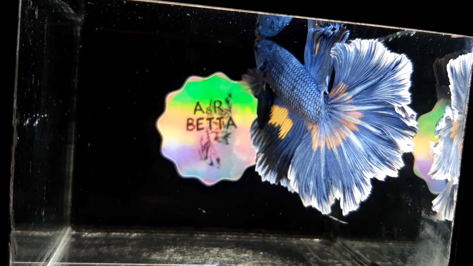 A halfmoon Betta splendens — mycobacteriosis causes progressive wasting that contrasts sharply against full-bodied baseline.
