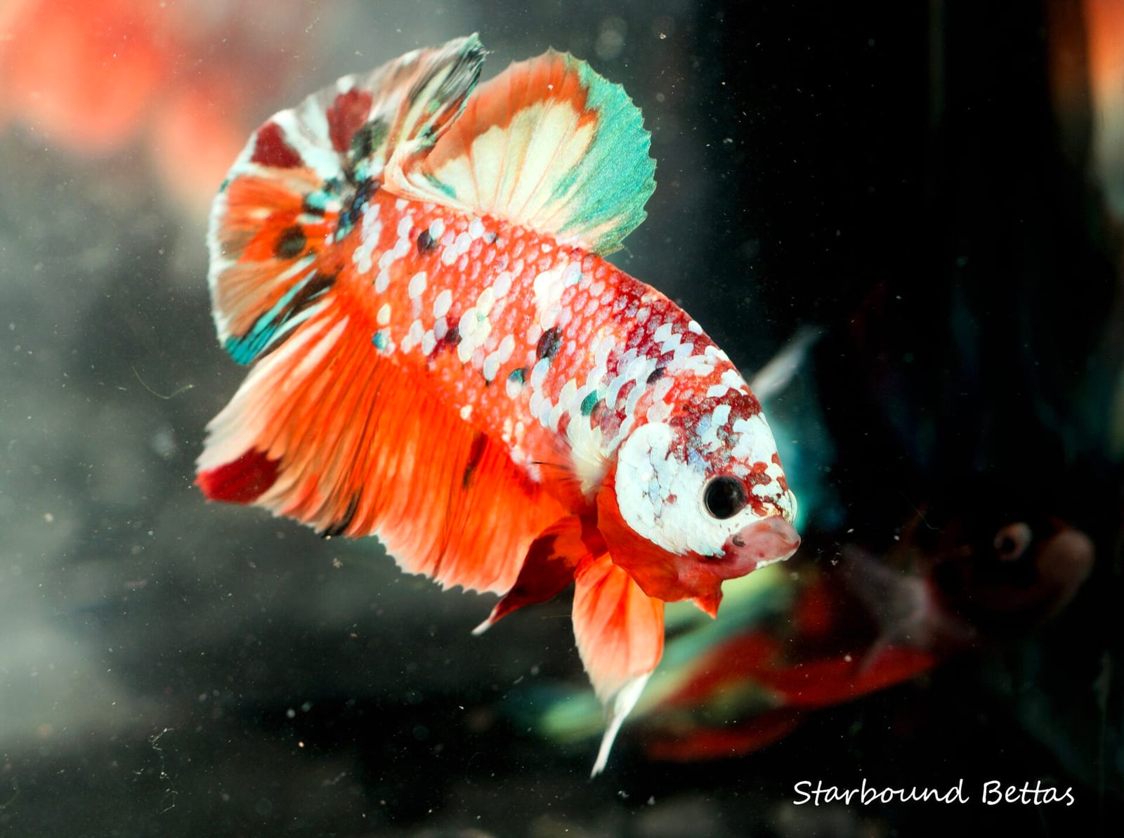 A halfmoon plakat Betta splendens — short-finned plakat form is significantly less prone to swim bladder dysfunction than long-finned strains.