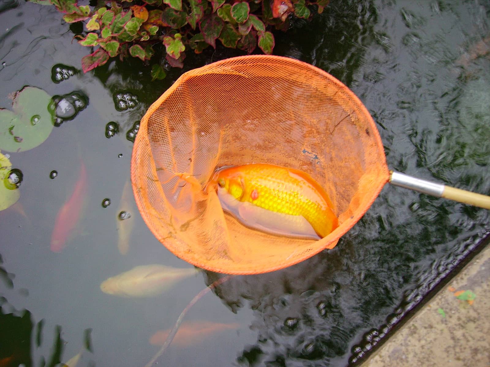 A goldfish in a tank with a raised reddish patch on its flank near the dorsal fin, indicating a tumor or focal lesion of unclear etiology.