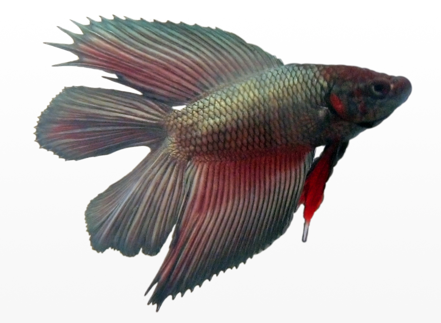 A male double-tail betta with a fully split caudal fin, showing the DT genotype.