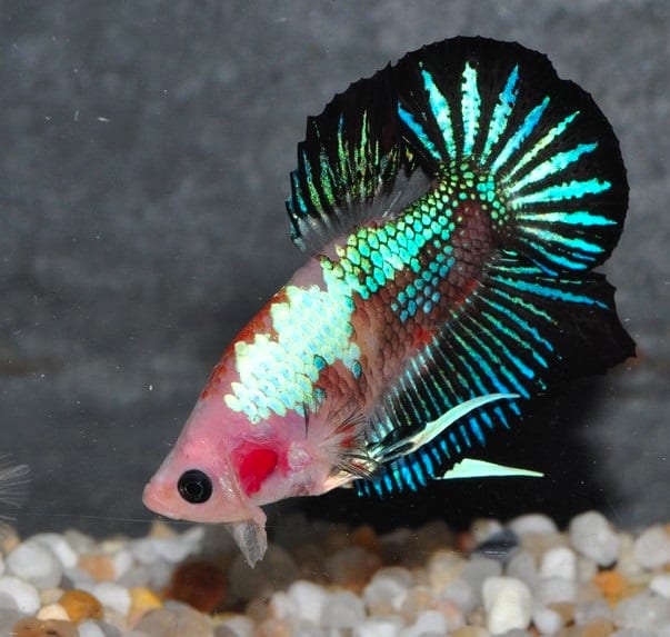 A marble tricolor Betta splendens showing the unstable color pattern produced by the Kit Ligand A transposable element, a pattern that can be mistaken for stress-related color change.