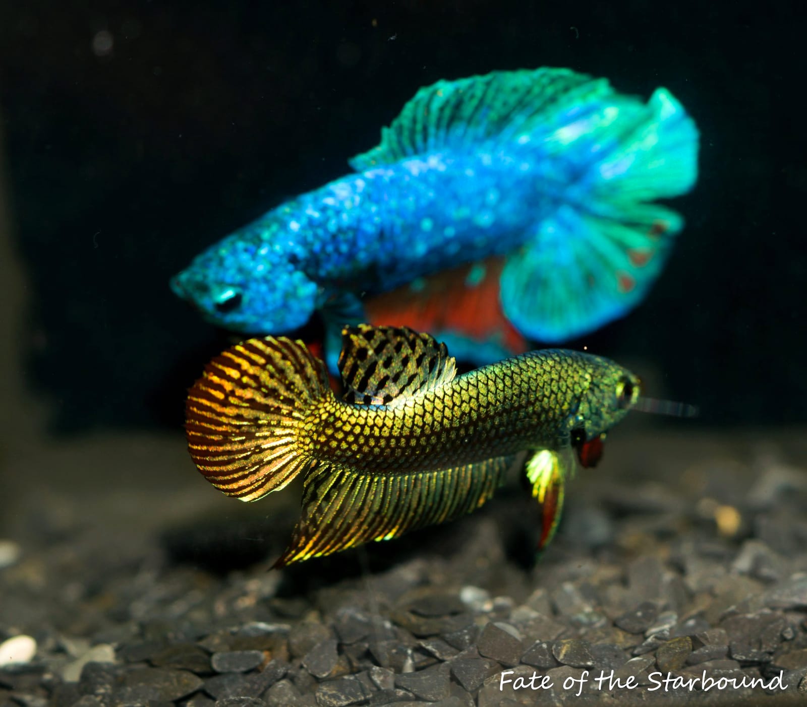 Two metallic-scaled male bettas flaring against each other, each scale carrying a thick iridescent overlay.