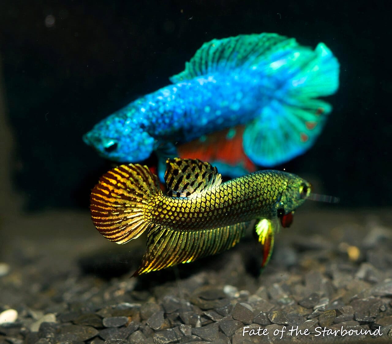 An Alien Metallic Betta splendens showing intense copper-green iridophore coverage from multi-generation opaque gene selection.