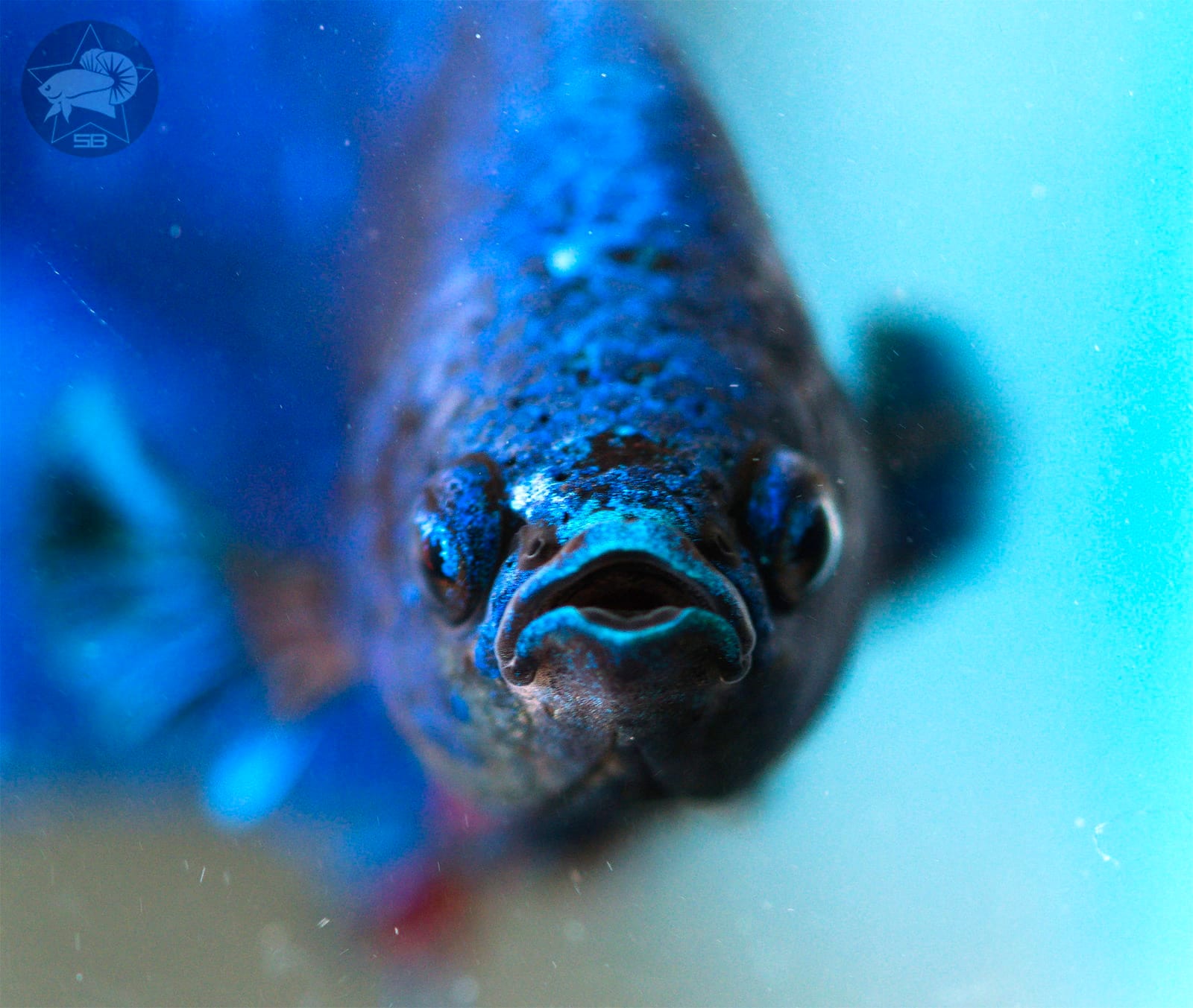 A Super Green Giant HMPK Betta splendens — the giant phenotype is a polygenic body-size trait, not a single dominant allele.