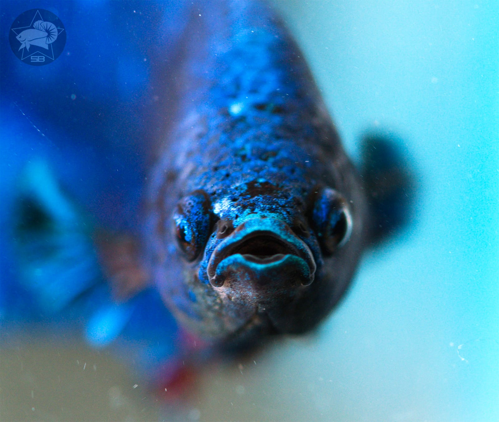 A large green halfmoon plakat giant betta with thick body and shortened fins photographed against a dark background.