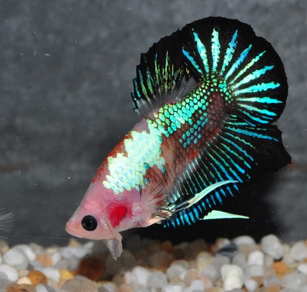 A tricolor marble plakat halfmoon betta showing irregular patches of red, blue, and pale cream across the body and fins.