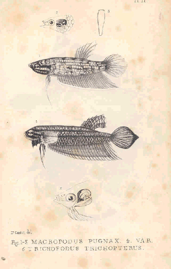 A 19th-century scientific plate illustrating four views of Macropodus pugnax and one of Trichopodus trichopterus, in muted color lithography.