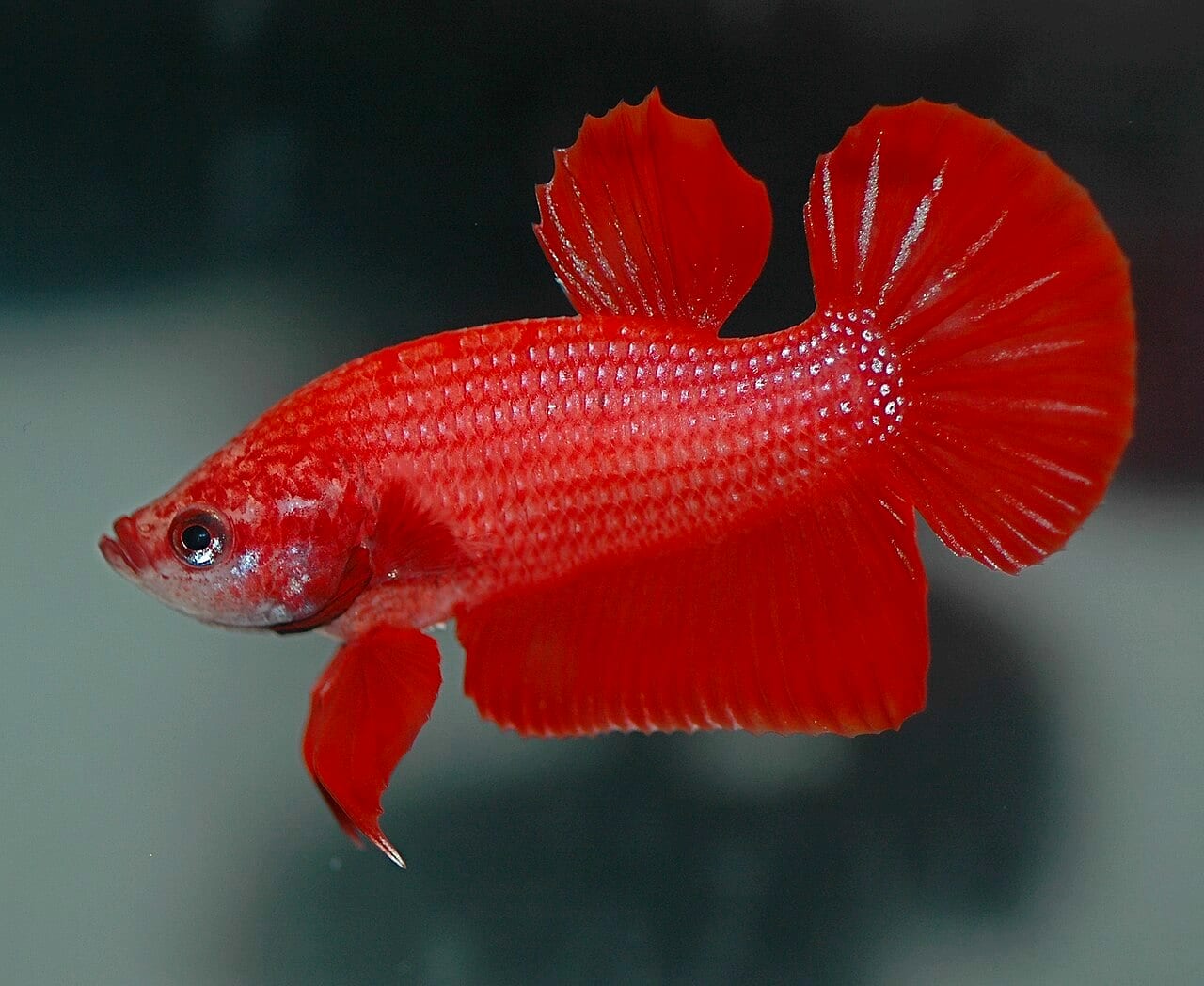 A red traditional plakat male betta showing the short-finned body plan closer to the wild form.