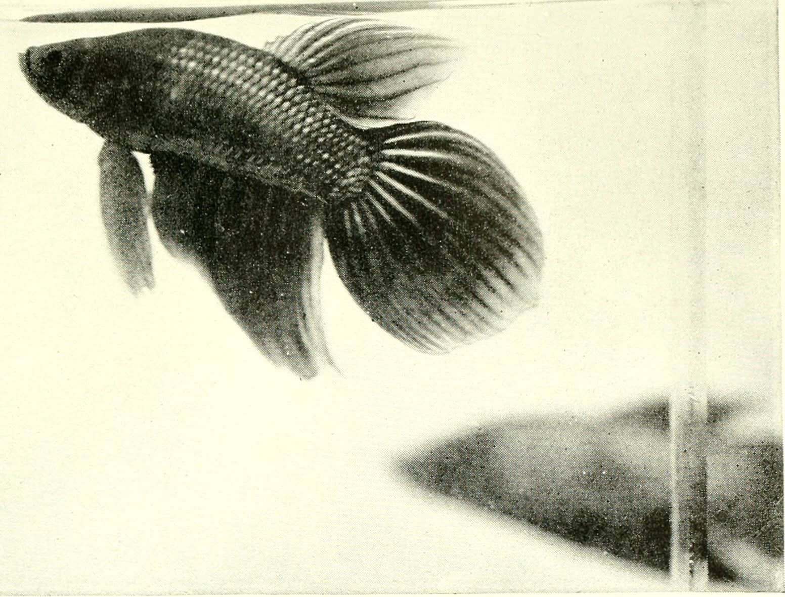 A 1936 illustration captioned 'Betta splendens, veiltail variety (Life size)' from William T. Innes's aquarium book.