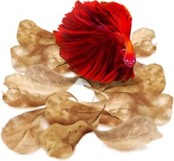Indian Almond Leaves