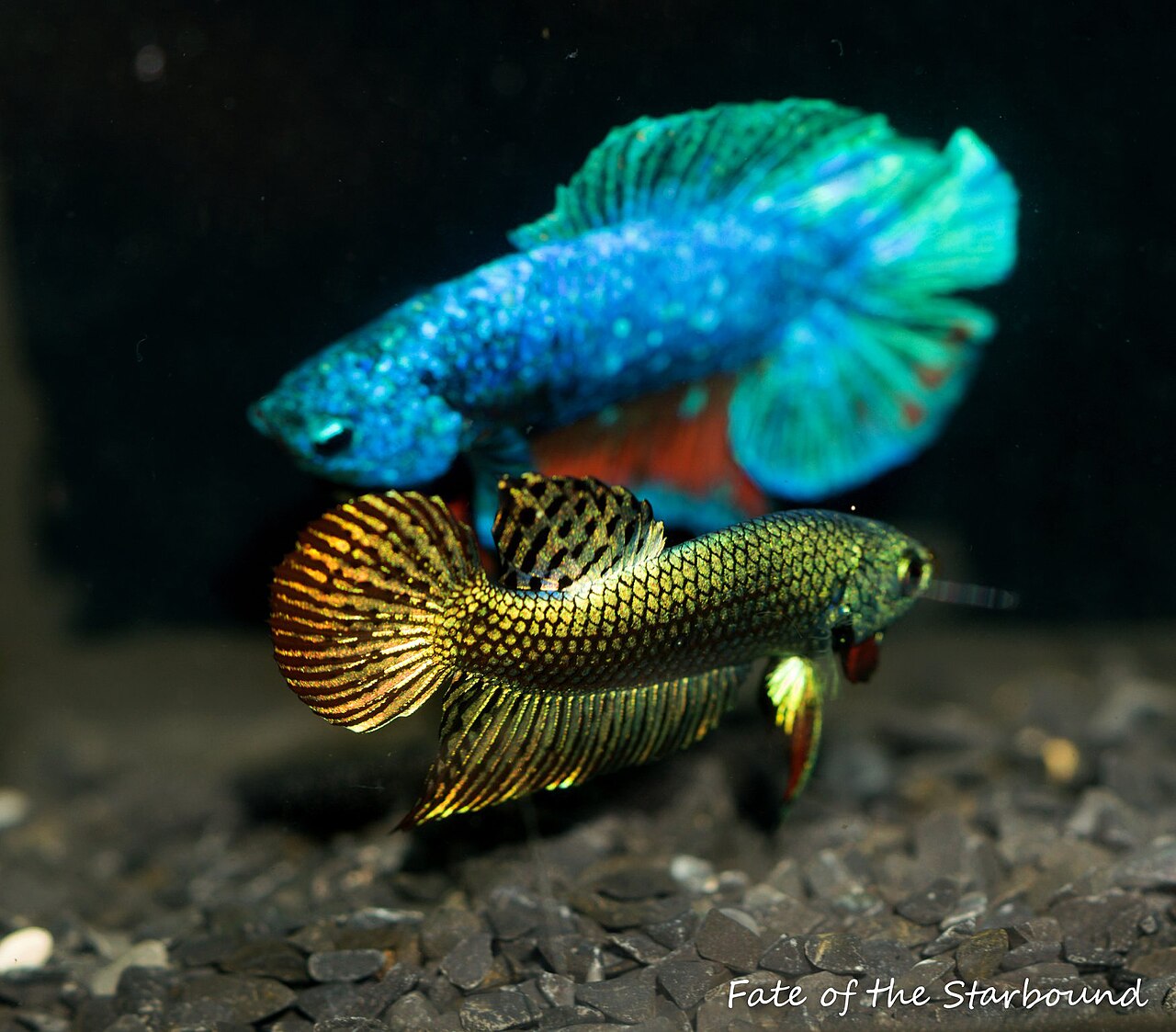 An Alien metallic betta showing intense copper-green iridophore coverage.