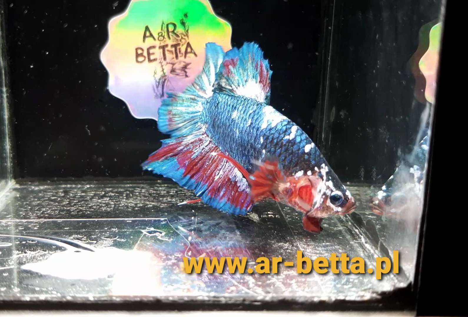 A halfmoon plakat (HMPK) male betta combining short fins with 180-degree spread.