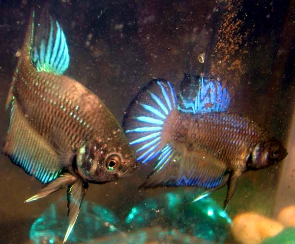 A male betta flaring at its own reflection in the tank glass.