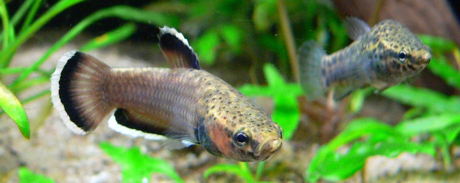 A male Betta albimarginata — many wild Betta species like this one are habitat-restricted and vulnerable to peat-swamp drainage.