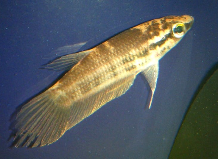 A male Betta pugnax — representative of the mouthbrooding Krabi-area wild bettas of southern Thailand's limestone karst region.