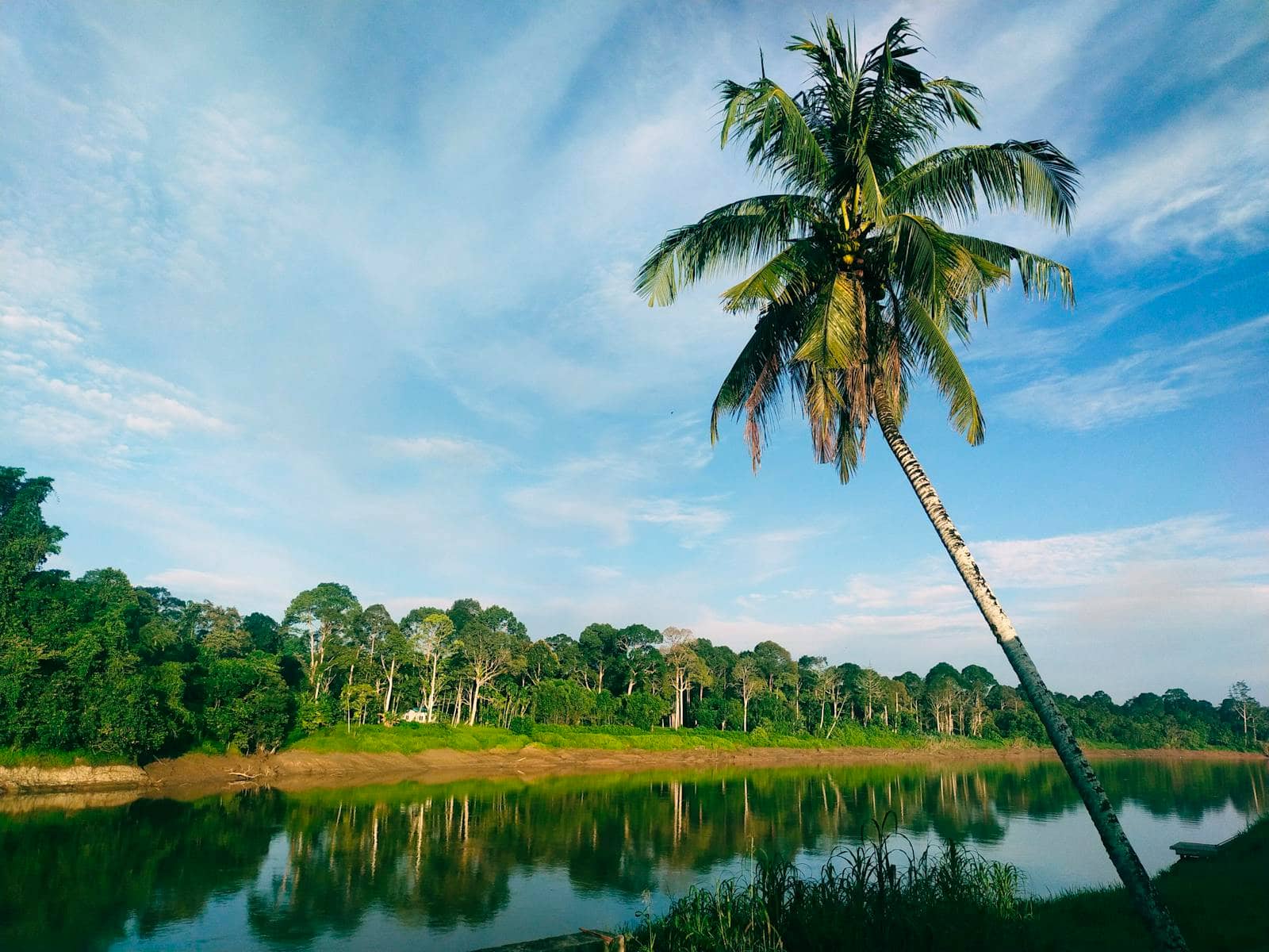 A palm tree leaning over a calm river in Sarawak, Malaysian Borneo, under a clear sky - rainforest river habitat representative of Betta macrostoma's range.