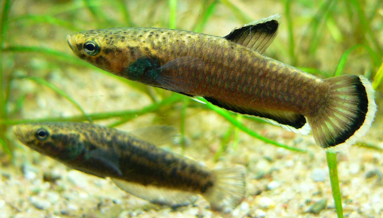 Betta albimarginata, in the same mouthbrooding wild-betta complex as Betta macrostoma — the Borneo-endemic mouthbrooder Betta macrostoma has no free-license photo available.