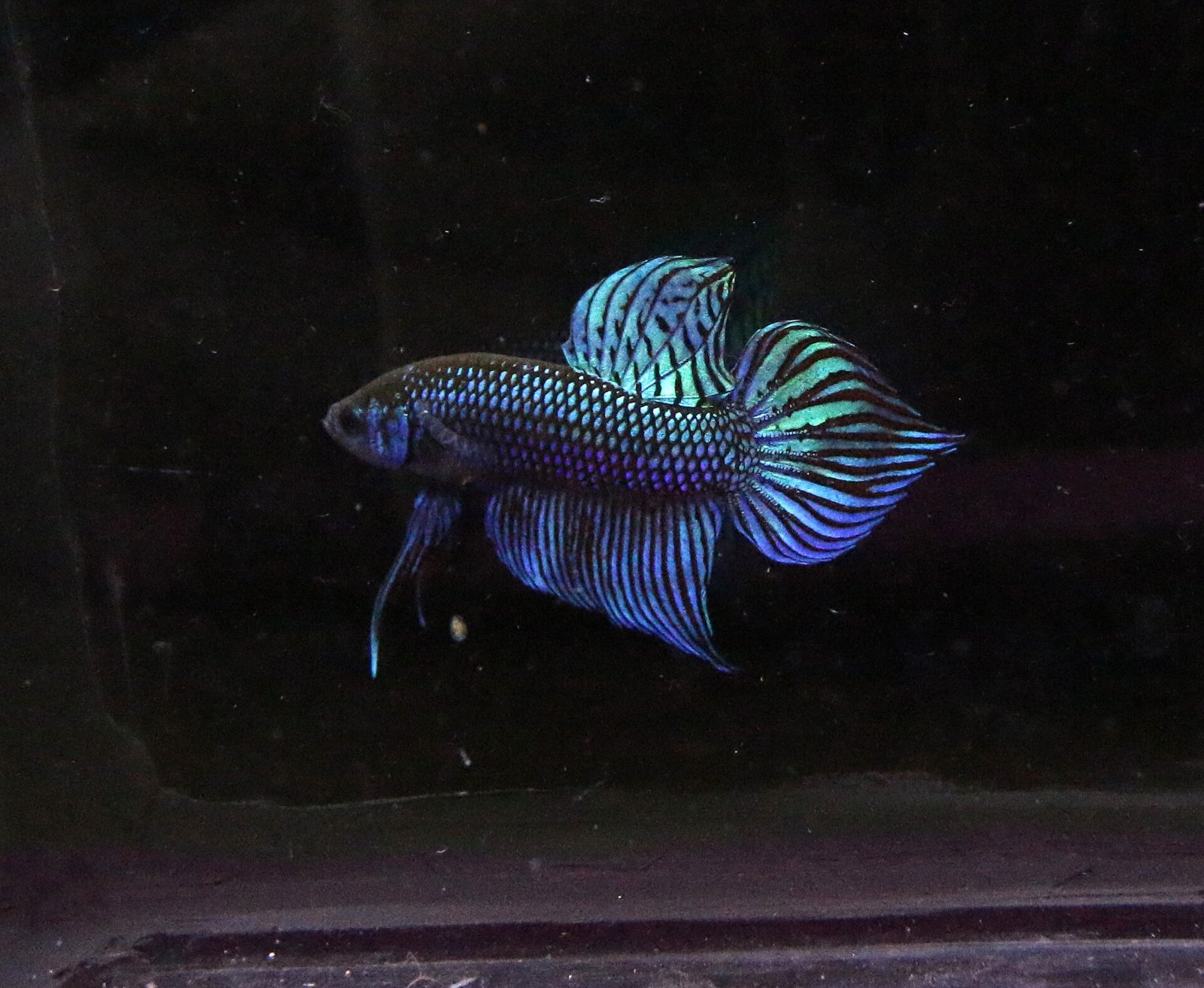 A male Betta mahachaiensis with an iridescent blue-green body and fins striped in dark bars, against a black background.