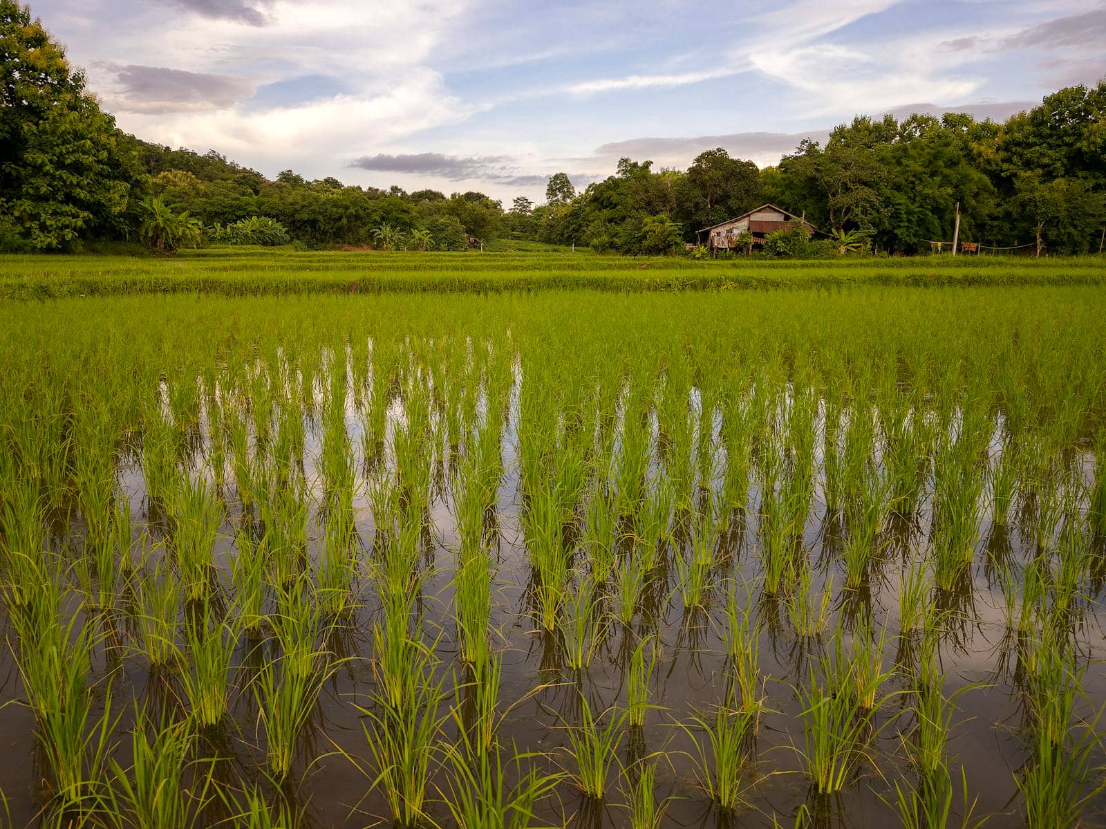 Lush green flooded rice paddies in Nai Mueang, Khon Kaen Province, northeast Thailand, bordered by trees under an open sky.