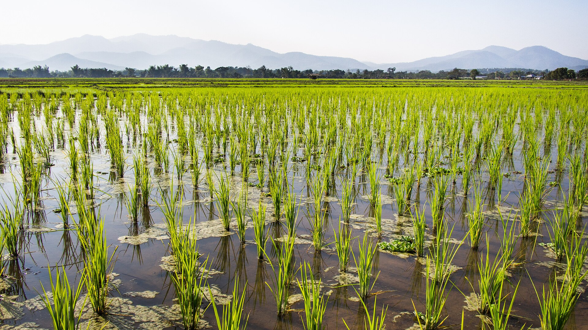 Flooded rice paddies in Phrao district, northern Thailand, showing the natural shallow-water habitat of wild Betta splendens.