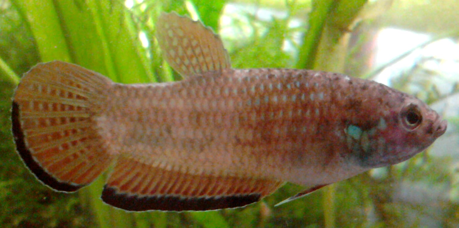 A Betta simplex, the Krabi-endemic mouthbrooding species restricted to specific limestone-spring habitats in southern Thailand.
