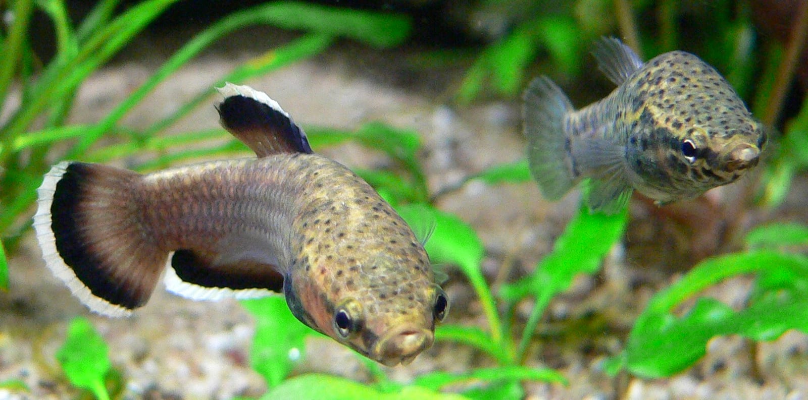 A male Betta albimarginata — one of 75+ described wild Betta species, used here as a visual anchor for the species census.