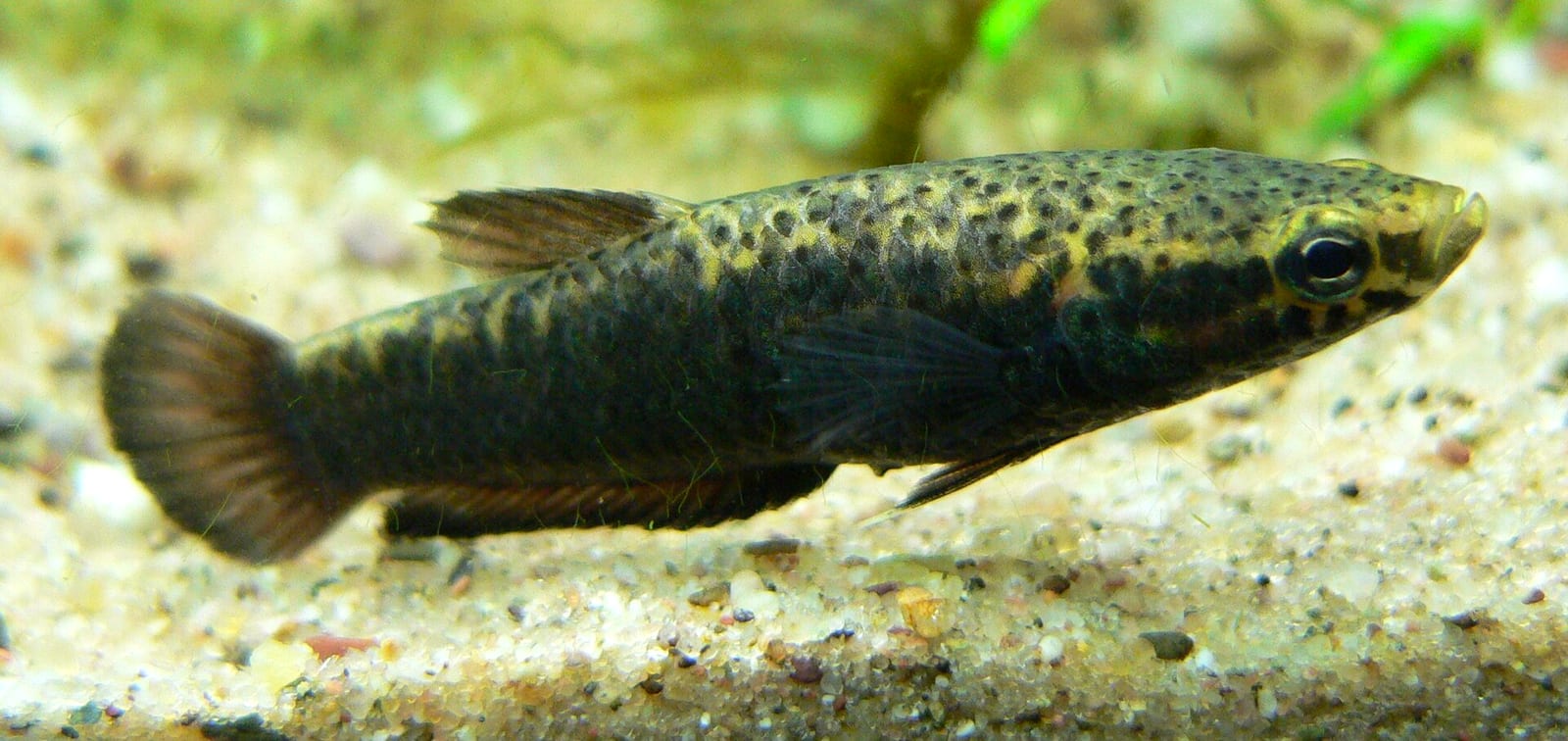 A male Betta albimarginata in display, one of the brilliantly-colored wild Betta species in the mouthbrooding lineage that this pillar covers.